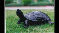 弗罗里达州的新生乌龟都是雌性，是否意味着他们可能面临灭亡的风险