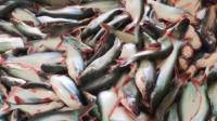 国产巴沙鱼崛起了，肉质偏黄的的现象已经改善？