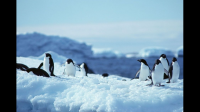 南极洲有何科研价值
