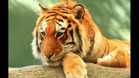 老虎生活环境，纲目，习性，外形