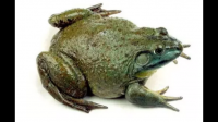 牛蛙腐皮征怎么解决？