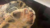 为什么乌龟壳边缘发红？