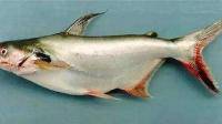 巴沙鱼水产品，此次涨价的具体原因是什么？