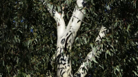 潘石榴树是速生树种吗