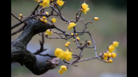 腊梅什么时候开花的？