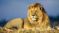 怎么样可以让非洲狮子可以公平生存？