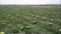 西藏种植的西瓜会的不利影响