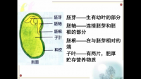 以半纤维素做为储藏养料的植物种子有哪些