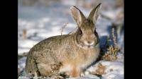 北美野兔春天是什么颜色