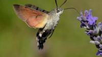 会飞的昆虫，长了一个长长吸管似得嘴，可以把嘴伸进花朵里像蜜蜂一样采蜜 可以悬停，而且还采蜜，叫什么