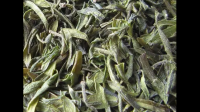 浙江松阳县高山茶厂生产的紫杉茶能喝吗