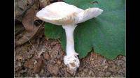 这是什么种类的蘑菇？有毒吗？