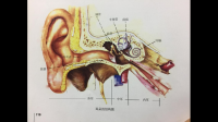 耳朵的内部结构是什么样子