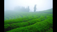 天台山云雾茶适宜哪些人