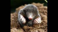 裸鼹鼠利用什么辨别朋友和陌生人