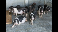 重庆2022年年出栏育肥猪主要分部在哪些地区