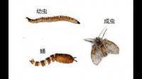 请问大家见过图片的虫子吗