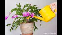 冬季养花需要频繁浇水吗？