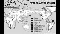 亚/澳大利亚迁徙线经过中国那些城市，这些城市中有哪些鸟在此过冬分别例举？