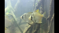 黄鳍鲳可以纯淡水养吗