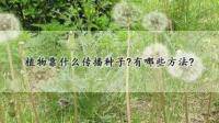 植物传播的方法
