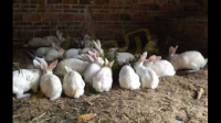 请问对于养殖兔子大家了解多少？