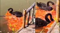 黑天鹅可以和锦鲤一个池子养殖吗