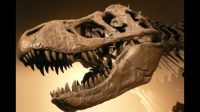 恐龙真的全部灭绝了吗？