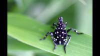这是什么昆虫长得像毛毛虫黑色的有白色斑点没有翅膀有六条腿（图片我上传不了...）