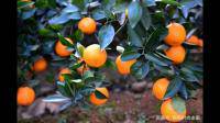柑橘幼果不长个怎么办？