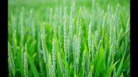 快种植小麦了，求推荐好用的小麦拌种剂？