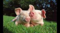 猪只感染非瘟病毒的临床表现有哪些？