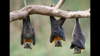 目前中国有蝙蝠热发现吗?