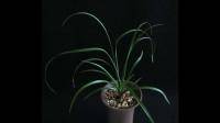 这是什么品种的兰花，养了7年，一株最多四叶，分了好几盆，就是莫有花