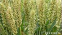 粟麦830，绵麦902，这两个品种有什么特点？