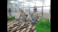 前9个月，越南巴沙鱼对中国的出口变化如何？
