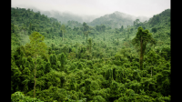 热带雨林资源给人类带来了什么好处