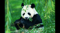 我一个体户开发国宝大熊猫充电宝，可以不可以？