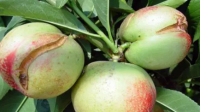 桃树裂㧡是什么原因