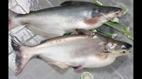 影响巴沙鱼价格的都有哪些因素？