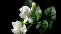 茉莉花一年开几次？