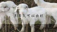 新疆的羊什么季节出栏