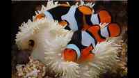 如果小丑鱼雌性与雄性同时被吃掉，会有性未成熟的个体不经过雄性阶段直接发育成雌性吗