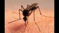 为什么蚊子咬人的过程中不能拍死它？