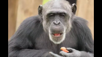 黑猩猩的基因，与人类最相似吗