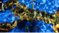 欧洲龙虾在泉州多少钱一斤