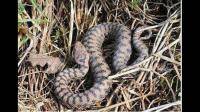发现一种蚯蚓一样三角形头的小蛇，怎么知道是什么蛇？