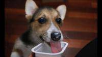 含有全脂乳粉的酸奶狗狗可以喝吗？