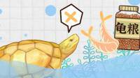 南石金钱龟为什么不吃蔬菜