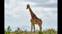 为什么长颈鹿的脖子很长？？